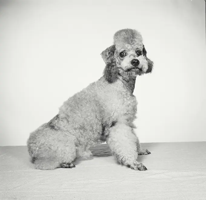 Vintage Photograph. Groomed poodle on blank background. Frame 7