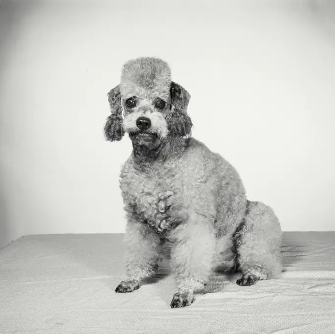 Vintage Photograph. Groomed poodle on blank background. Frame 8