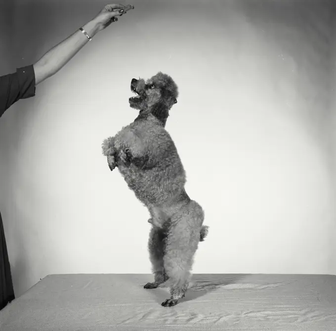 Vintage Photograph. Groomed poodle on blank background standing on hind legs. Frame 1