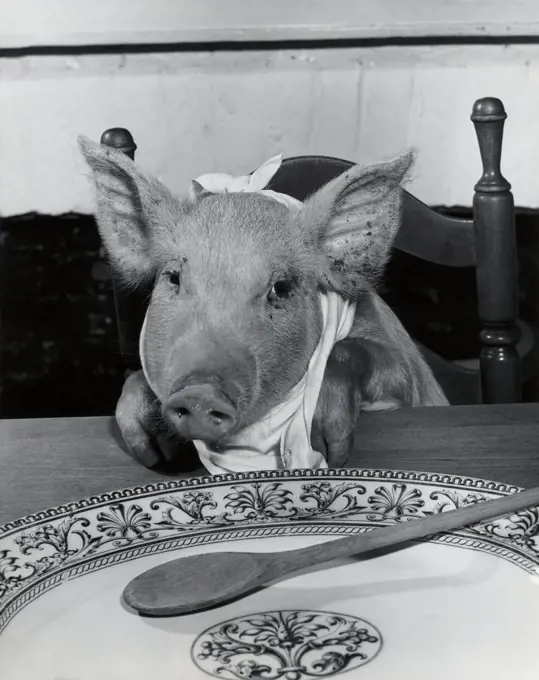 Close-up of a pig sitting at a dining table (Sus Scrofa)