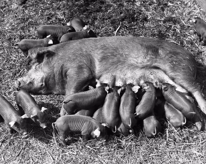 High angle view of a female pig feeding its piglets (Sus scrofa)