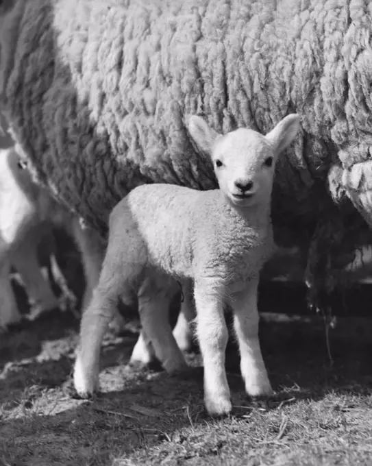 Lamb standing in front of a sheep