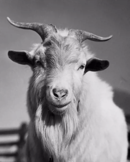 Close-up of a goat