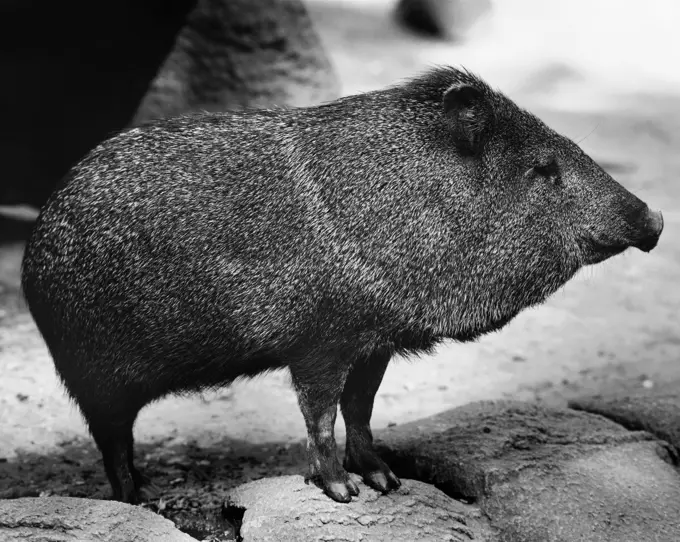 Wild boar standing (Sus scrofa)