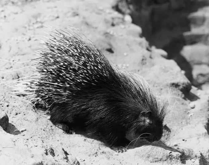 Porcupine on sand