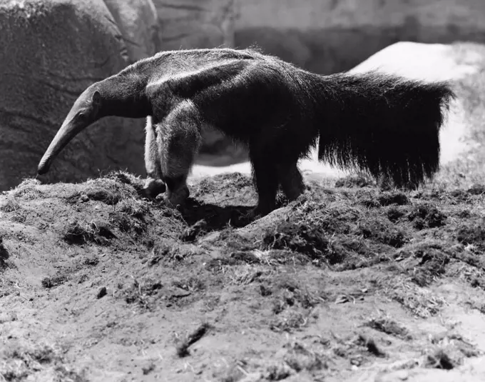 Anteater standing on dirt