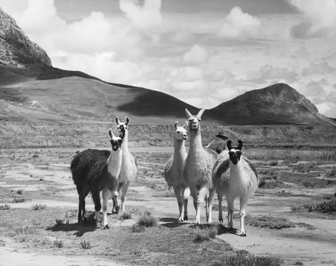 Five llamas standing in a field, Peru (Lama glama)