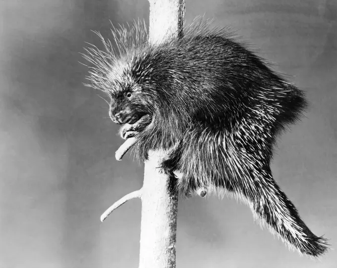 Porcupine perching on a branch (Erethison dorsatum)