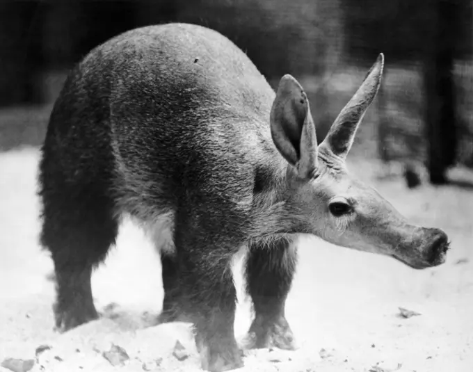 Aardvark standing (Orycteropus afer)