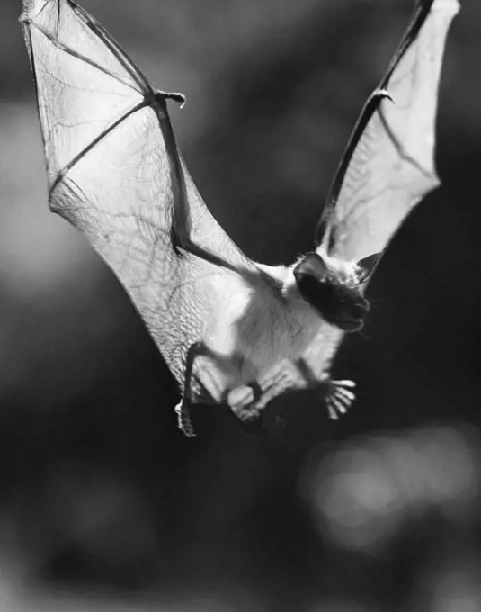 Bat flying through the air