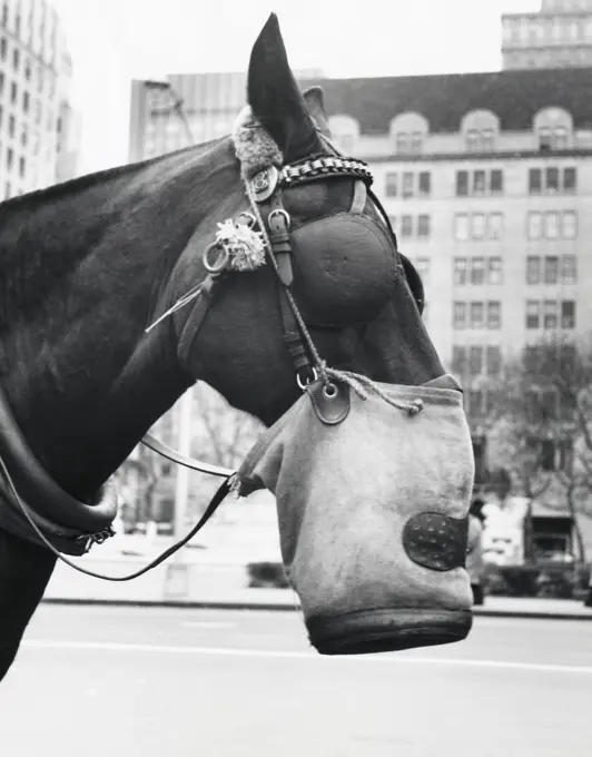 Close-up of a horse wearing a feedbag