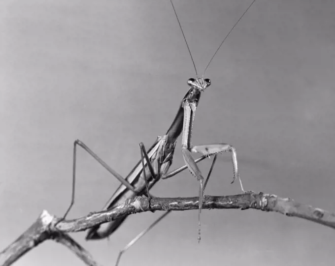 Praying Mantis perching on a stem (Mantis religiosa)