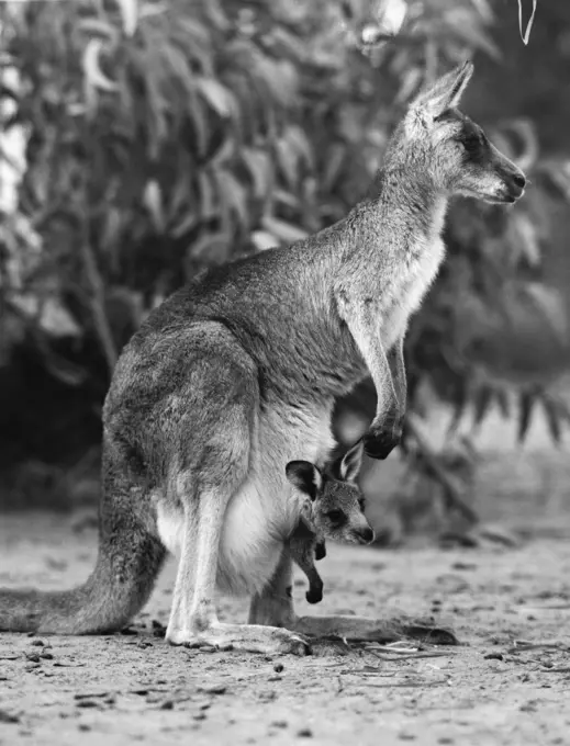 Side profile of a kangaroo with its joey