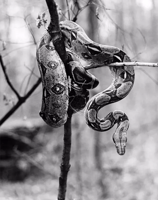 Boa Constrictor