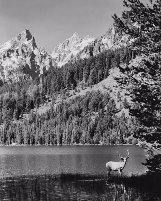 Deer standing at the lakeside, Lake String, Grand Teton National Park, Wyoming, USA