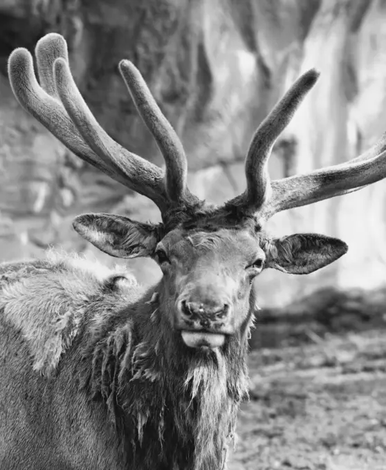 Close-up of an elk