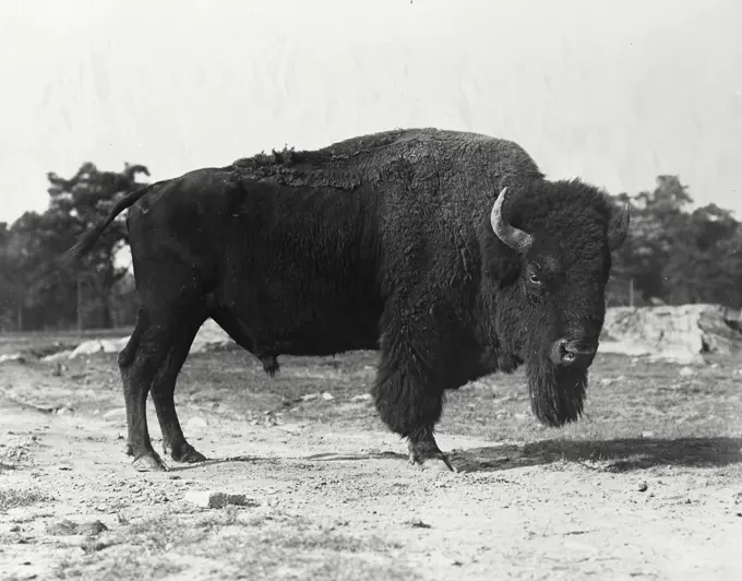 Vintage Photograph. American Bison seen standing in enclosure