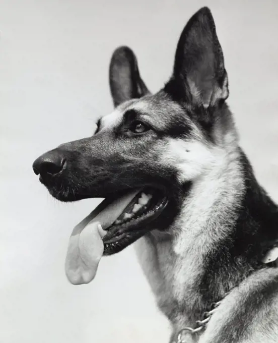 German Shepherd