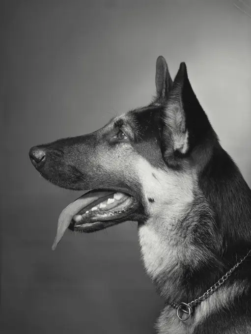 Vintage Photograph. Close-up of a German Shepherd panting