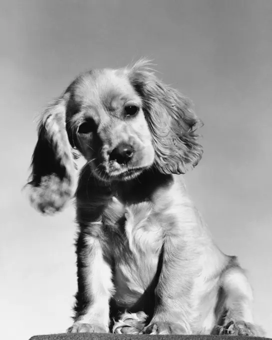 Close-up of a Cocker Spaniel puppy