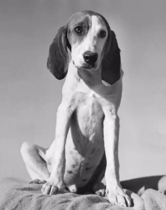 Front view of an American Foxhound puppy sitting on a blanket