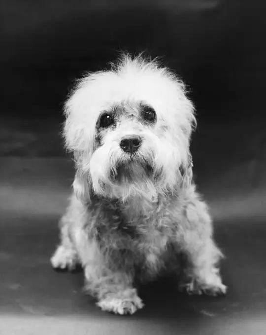 Dandie Dinmont Terrier puppy