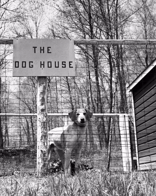 Dog standing in a kennel