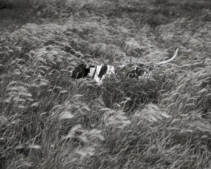 Dog running in a field