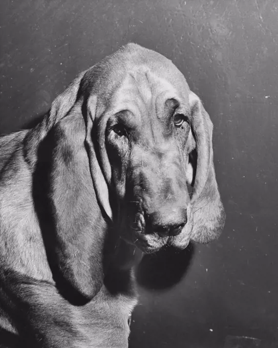 Close-up of a bloodhound