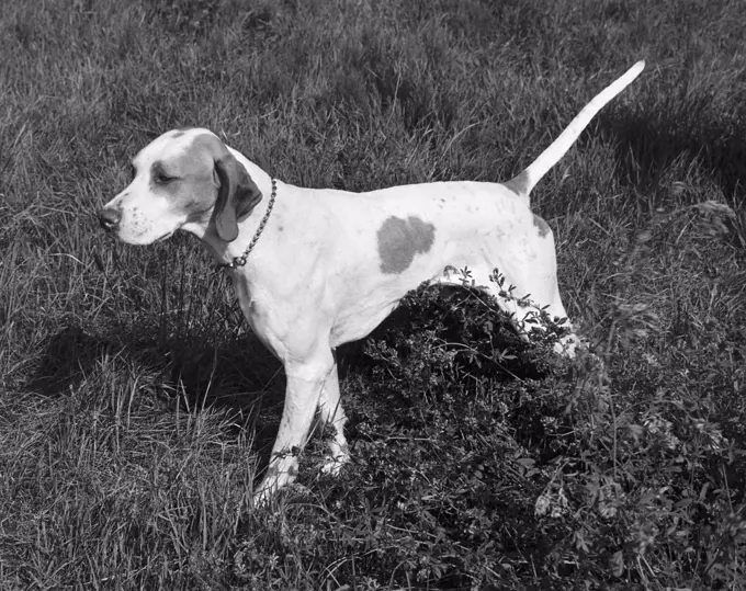 English Pointer standing in a field