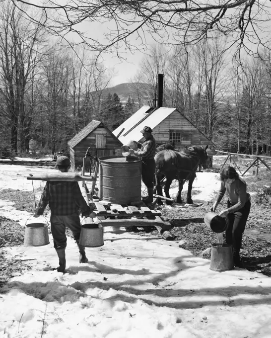 Two men and a woman collecting sap to produce maple syrup, Lancaster, New Hampshire, USA