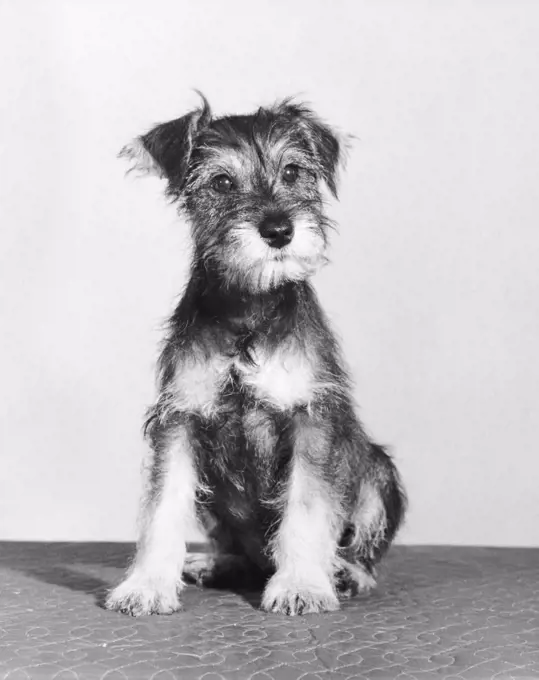 Front view of a puppy sitting