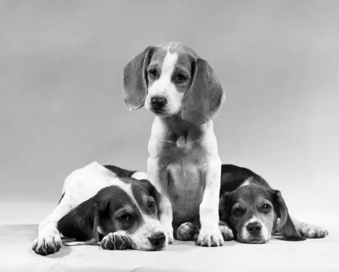 One beagle sitting and two beagles lying down (Canis familiaris)