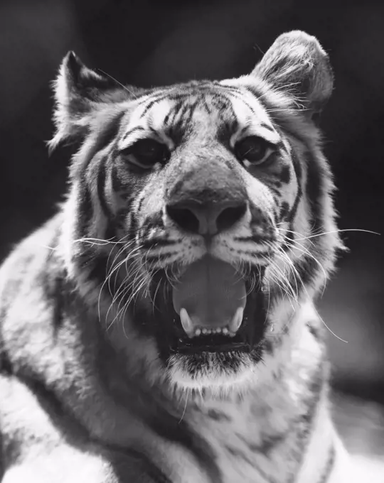 Close-up of a tiger snarling (Panthera tigris)