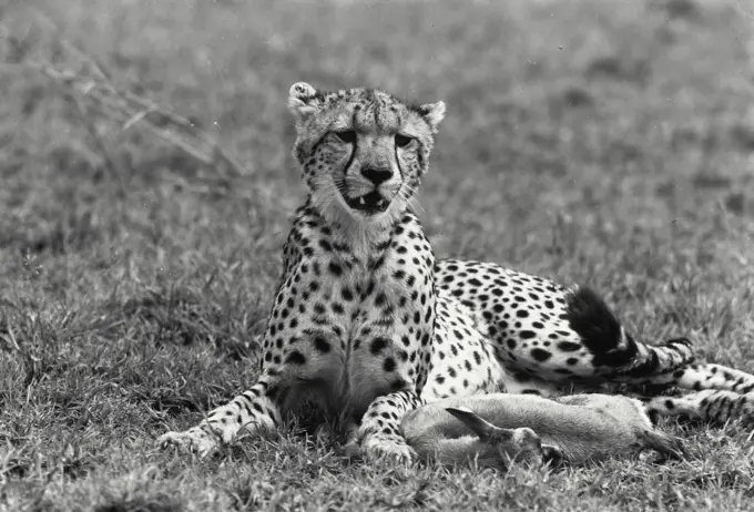 Vintage Photograph. Cheetah lying in grass with kill