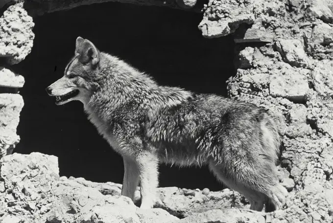 Vintage Photograph. View of Coyote standing in rocks.