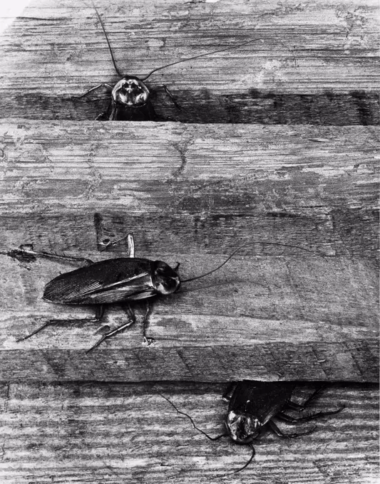 Vintage Photograph. Cockroaches coming out of wooden surface