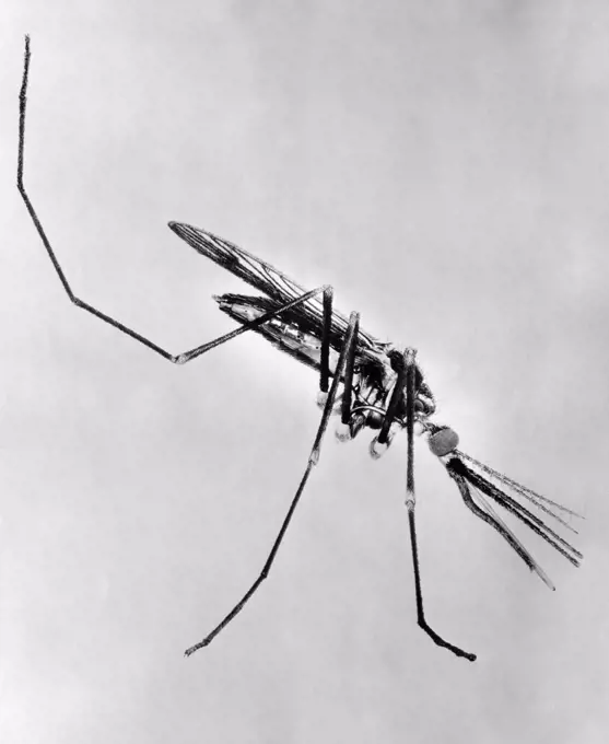 Vintage Photograph. Close up of mosquito on white background