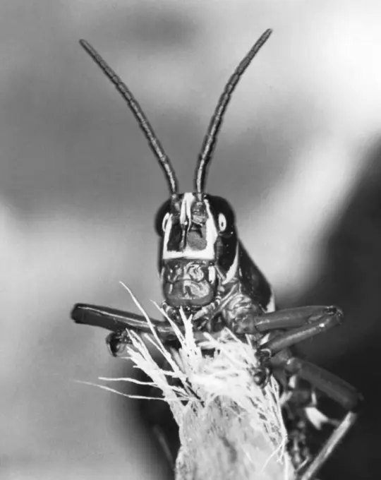 Close-up of a grasshopper