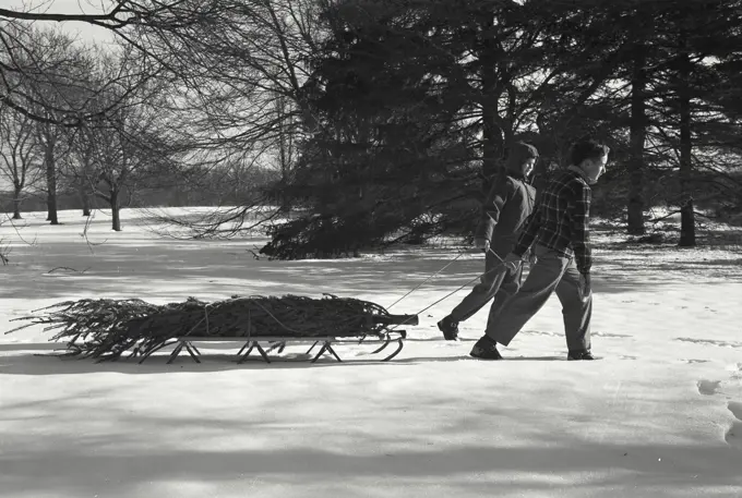 Vintage Photograph. Family bringing home the Christmas Tree