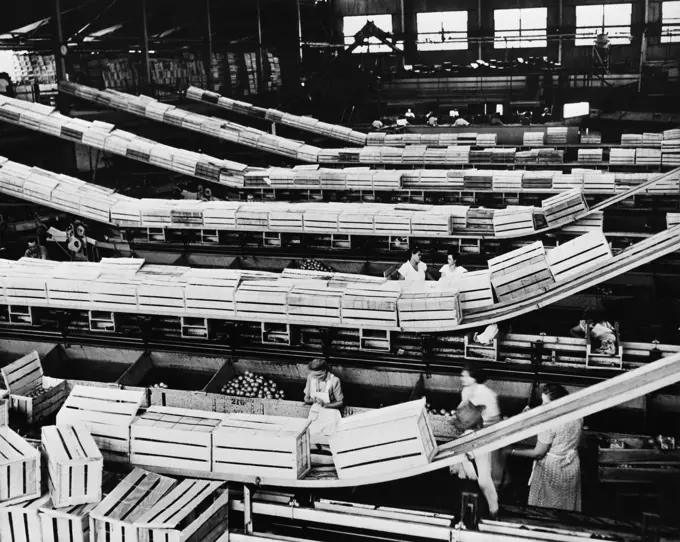 Workers working in a citrus processing plant, Florida, USA