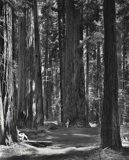 Vintage photograph. Giant redwoods of the Redwood Empire in Stout memorial grove near Crescent city, Del Norte County, California