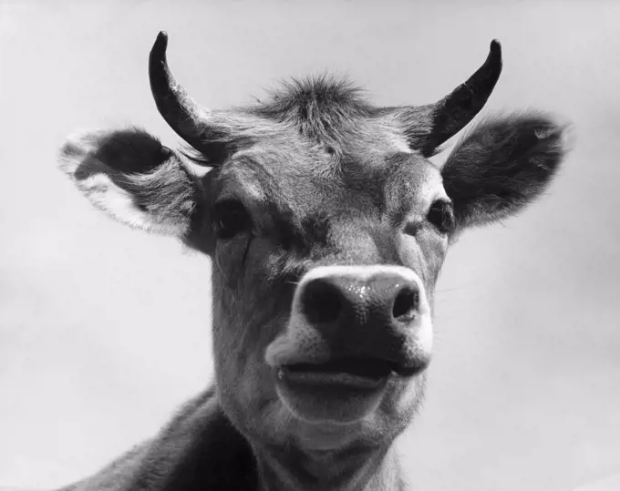 Close-up of a cow