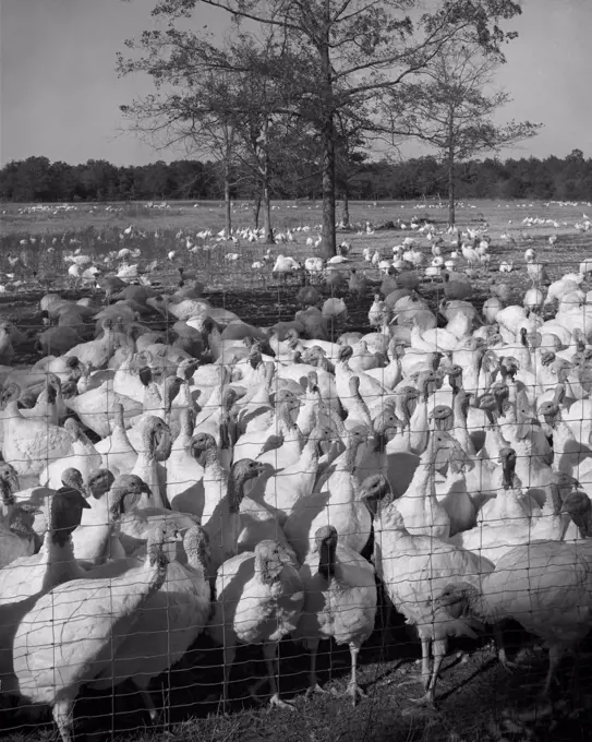 Large group of turkeys in enclosure