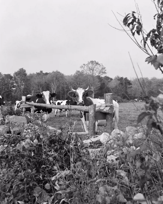 Cows in pasture