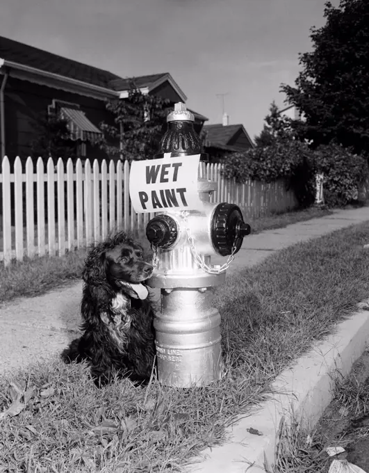 Dog sitting close to hydrant with 'wet paint' sign