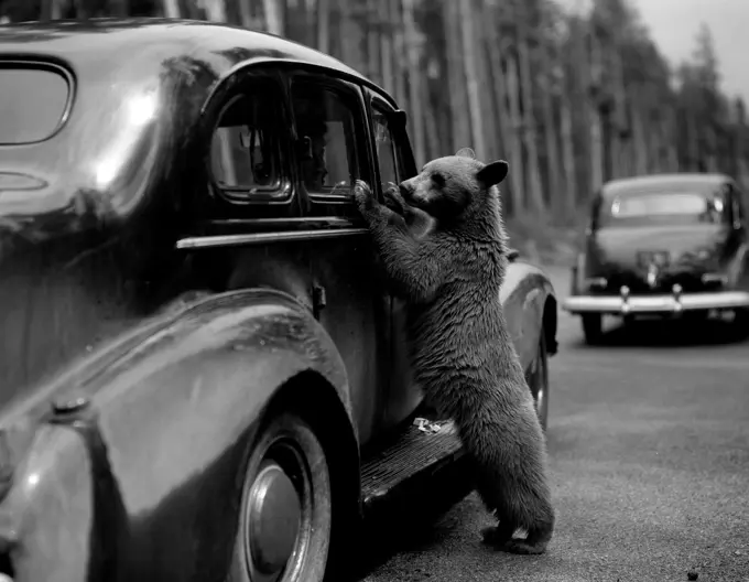 USA, Wyoming, Yellowstone National Park, Small bear begging for food at car of passing tourist