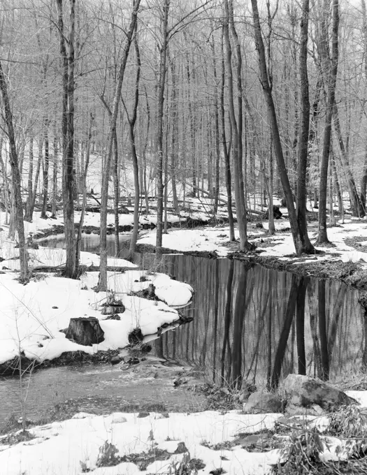 Winter forest