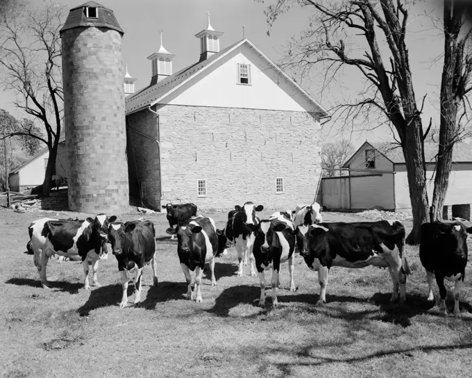 USA, Pennsylvania, Lebanon, herd of cow standing in village