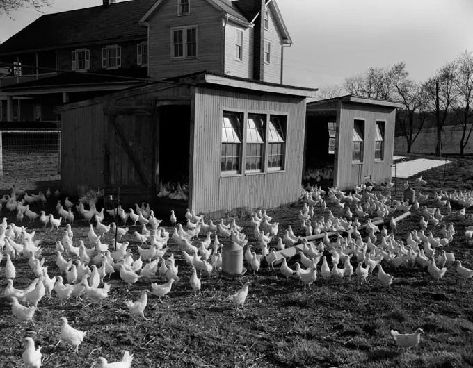 USA, Pennsylvania, Elizabeth, chickens near hen houses